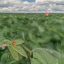 An asian lady beetle rests on a plant in a soybean field in this time-exposure image. New research suggests that diminishing wind speeds caused by climate change affects the ability of such insects to capture prey. Photo: Brandon Barton