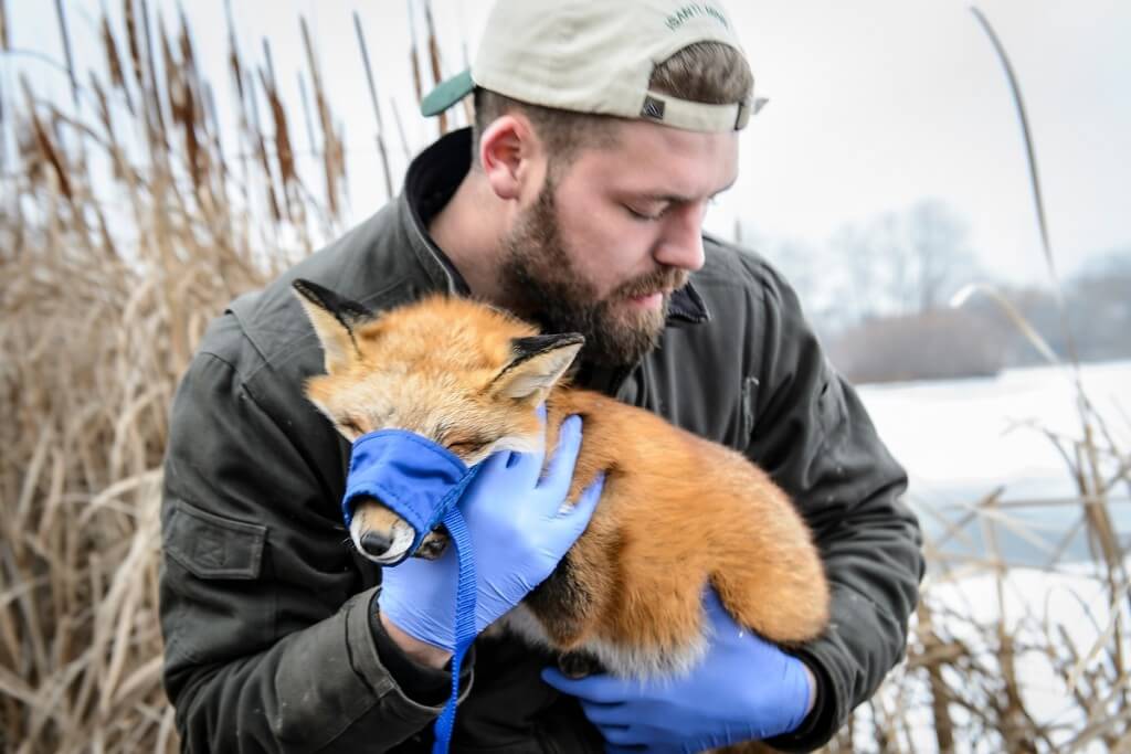 Man holding a fox