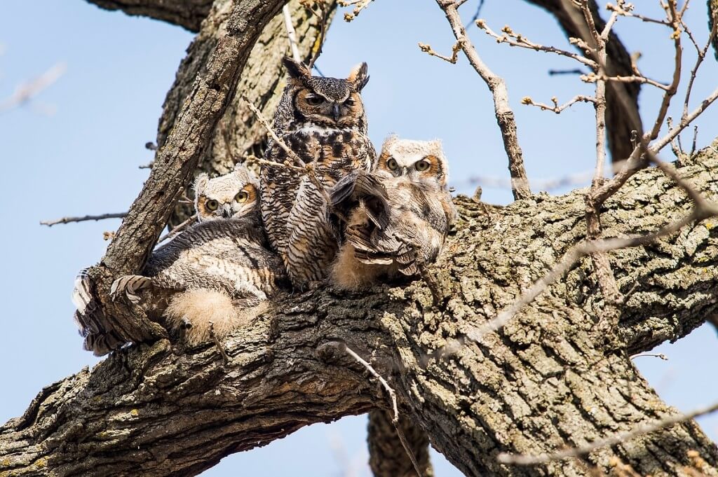 Safe and sound: Owlets nestle in the crook of a tree branch and bask in the sun with an adult great horned owl near the Temin Lakeshore Path on an April day. 