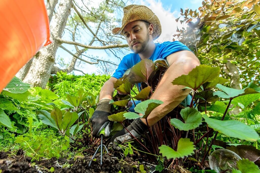 With a weed-free goal in mind, Ben Futa, curator at the Allen Centennial Gardens, uses a handheld cultivator on a sunny June day.