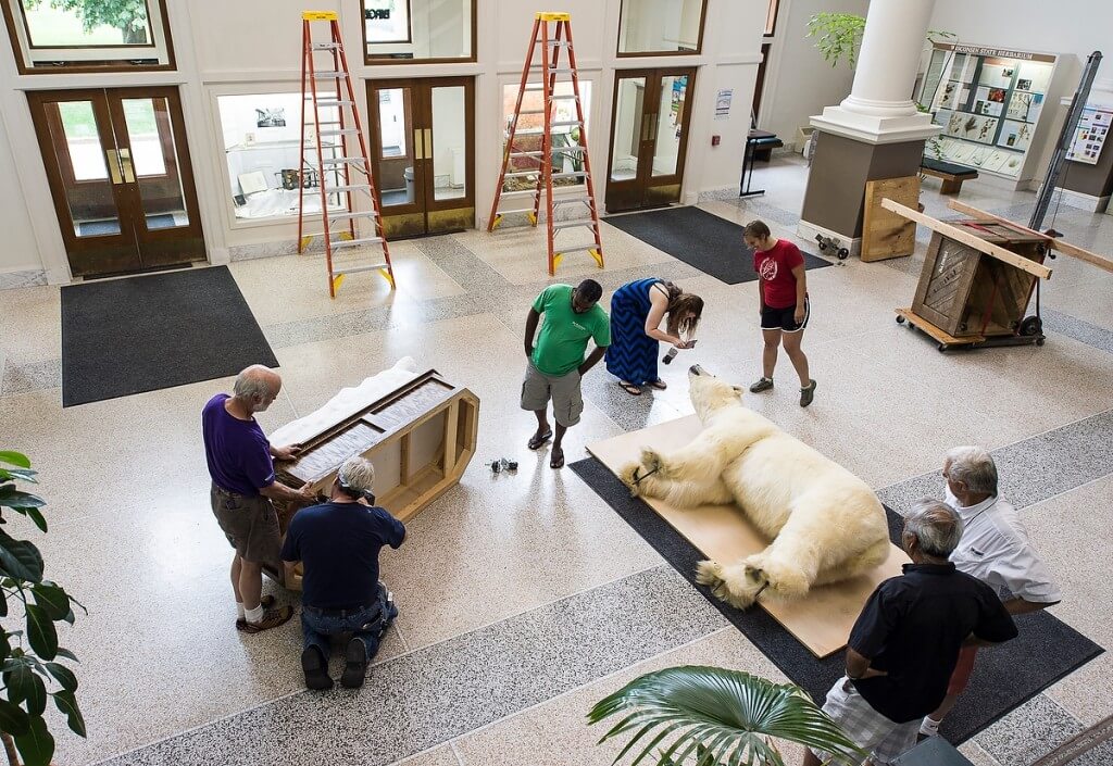 Speaking of the unexpected, a polar bear taxidermy specimen, donated to the Zoological Museum, is readied for its permanent home atop the foyer entrance of Birge Hall.