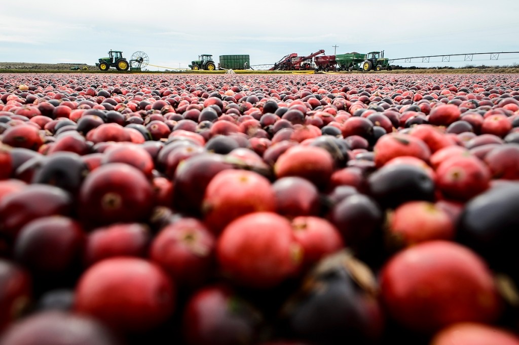 A sea — or, technically, a marsh — of red forms as cranberries are harvested near a Necedah, Wisconsin, farm that grows several varieties bred at the UW and licensed by the Wisconsin Alumni Research Foundation.