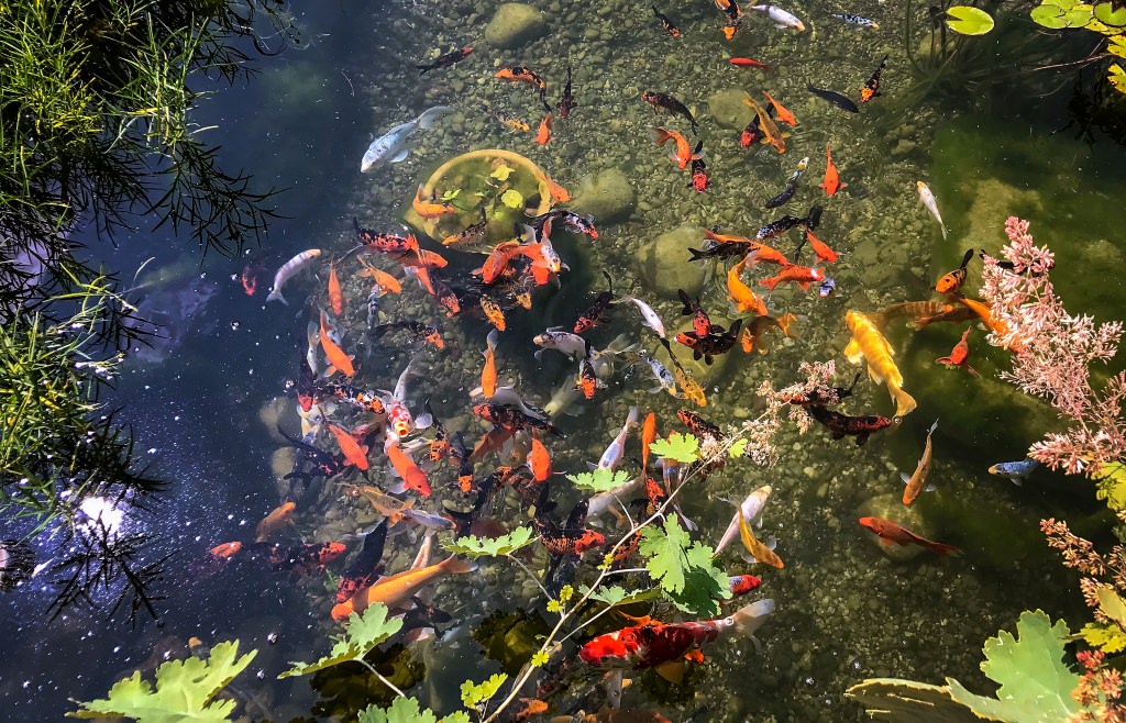 Photo: A school of koi in a pond