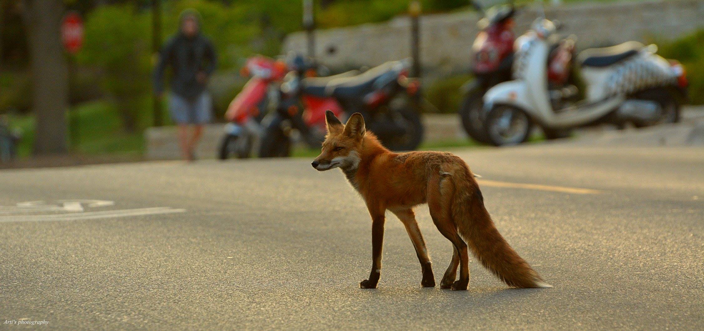 A fox wanders through a city street in Madison, Wisconsin.