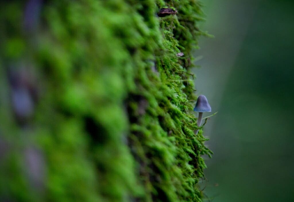 Photo: Mycena mushroom on tree