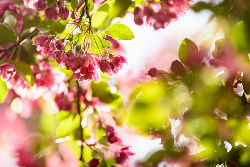 Photo: Closeup of crabapple tree blossoms