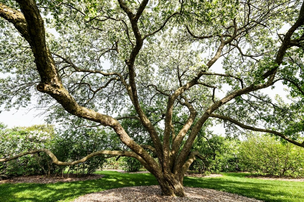 Photo: Donald Wyman crabapple tree