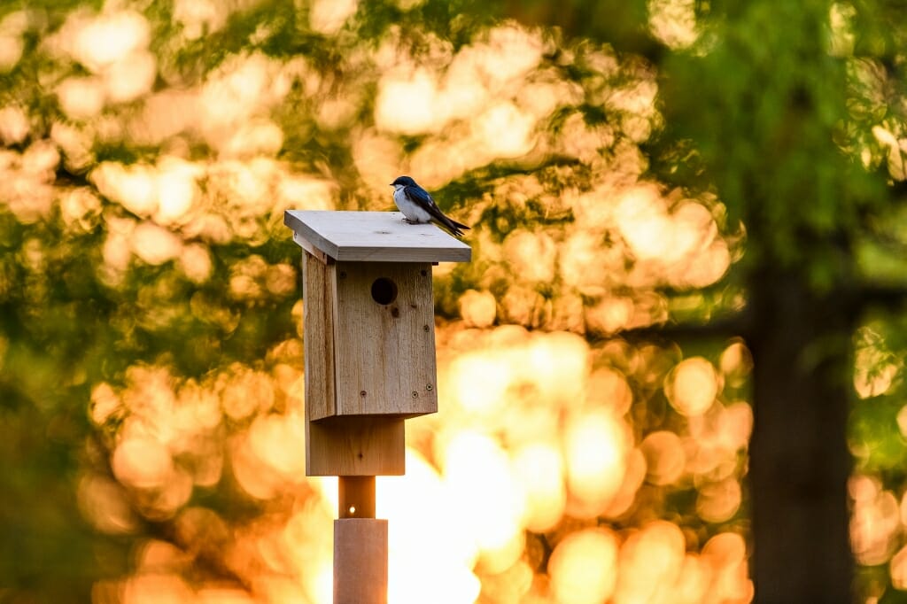 Photo: Bird atop a birdhouse