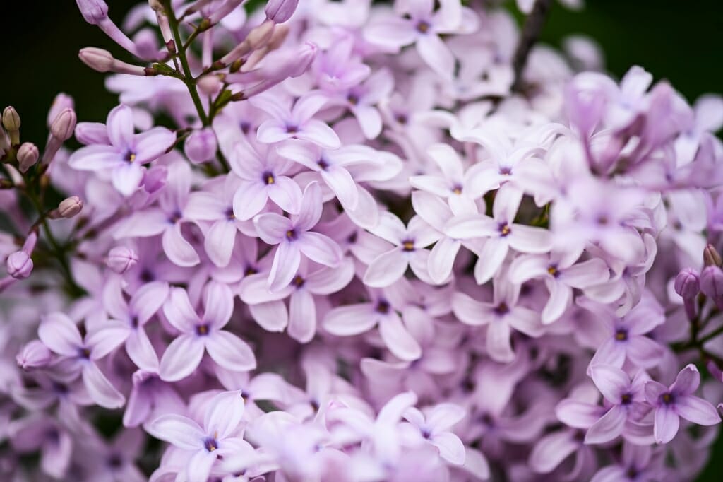 Photo: Closeup of lilac blossoms